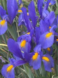 IMG_5531.jpeg
