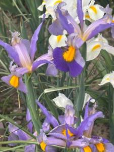 IMG_5532.jpeg