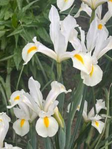 IMG_5533.jpeg