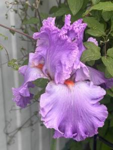 IMG_5535.jpeg