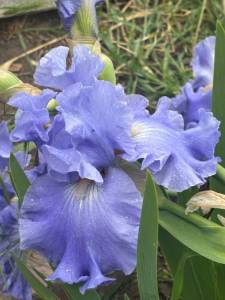 IMG_5541.jpeg