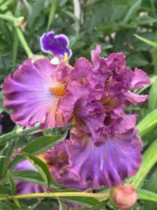 IMG_5542.jpeg