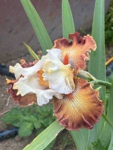 IMG_5544.jpeg