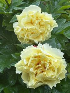IMG_5549.jpeg