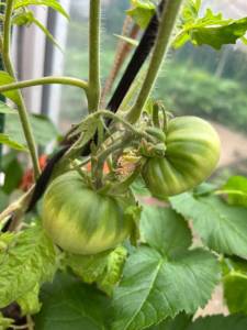 IMG_5605.jpeg