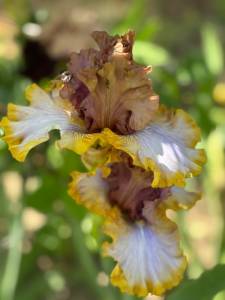 IMG_5606.jpeg