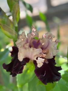 IMG_5608.jpeg