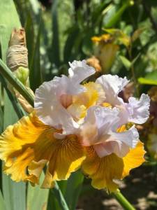 IMG_5610.jpeg