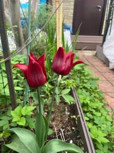 IMG_5619.thumb.jpeg.3b50f06d04b1b8c51fdb8cf74b7840c0.jpeg