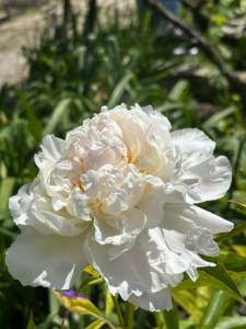 IMG_5631.jpeg