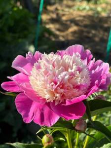 IMG_5648.jpeg