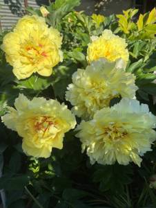 IMG_5651.jpeg