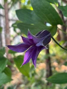IMG_5654.jpeg