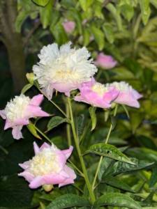 IMG_5657.jpeg