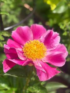 IMG_5725.jpeg