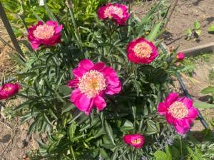 IMG_5728.jpeg