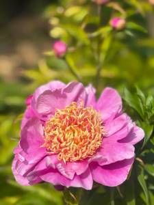 IMG_5729.jpeg