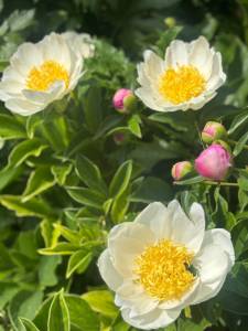 IMG_5735.jpeg
