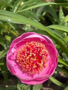 IMG_5738.jpeg