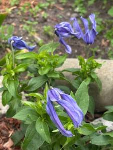 IMG_5747.jpeg