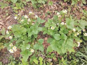 IMG_COM_202505261536278481.jpg