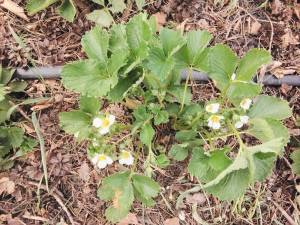 IMG_COM_202505261536280010.jpg