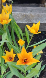 image.thumb.png.25d244cd5a73b66b6cedaf8ccf25c33b.png