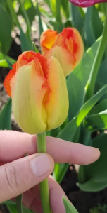 image.thumb.png.45c2e05e31b9d67a11c5072df2b54f3a.png