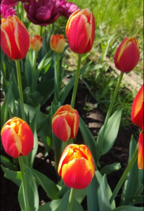 image.thumb.png.5d186e1238954f67380f21cb7850ef24.png