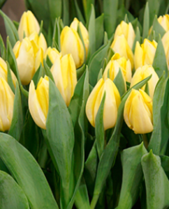 image.thumb.png.95d80f08f08aa284021936f12004c82f.png