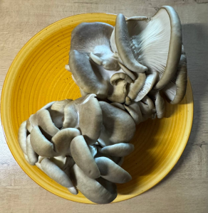 image.thumb.png.d5e1202948faba69e96b23cd04c79186.png