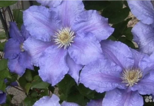 image.thumb.png.da94546f6076da6f19fe2f1863e24042.png