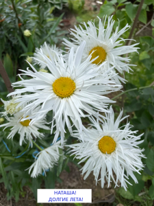 nivyanik-romashka-crazy-daisy-03.thumb.png.7ba74ee5856fcb37bd052ffc000f15c2.png