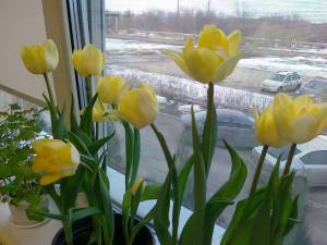 03032020989.thumb.jpg.a54d6ad87309529da1236c9636a1d34f.jpg