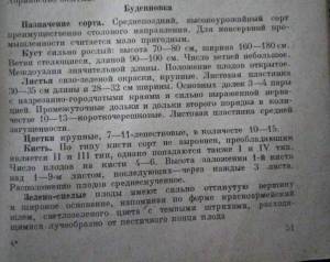 буденовка1.jpeg