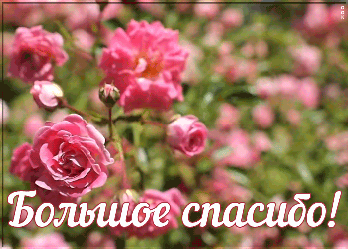 Большое спасибо.gif