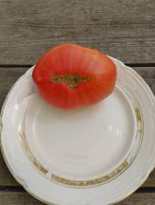 1751022712269.thumb.jpg.c3d28e047eb727b6fe40e87711f233a7.jpg