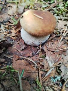 1865446934_2.thumb.jpg.bbec9f89d00c5d5228b052eb10f7a34a.jpg