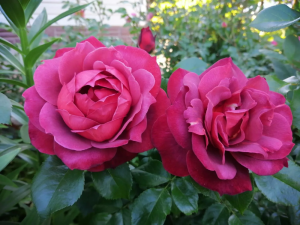 191f1d88-2620-4f5e-ad7f-f1b62c45f42f.png