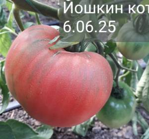 20250606_155636.jpg