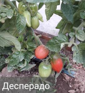 20250606_160337.jpg