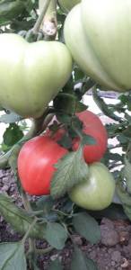 20250609_063133.jpg