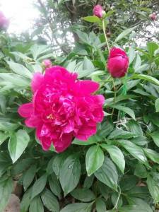 20250618_125154.thumb.jpg.dbc949de9e7ef60c71db82a7bee0c7a0.jpg