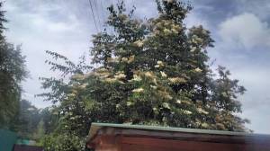 20250628_170142.jpg