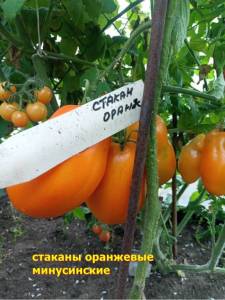 tomat stakani oranj minusinskie-960x1280.jpg