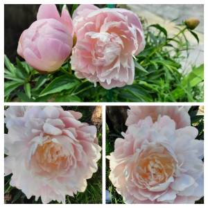 356676429_20220601_144345-COLLAGE(1).thumb.jpg.82fc189f99a2b8baf51043b47f143af1.jpg