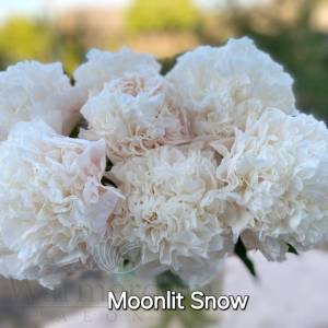 Moonlit Snow 5.jpg