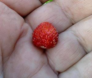 7.thumb.JPG.09c525c97397df7aecb8adb6547ade9a.JPG