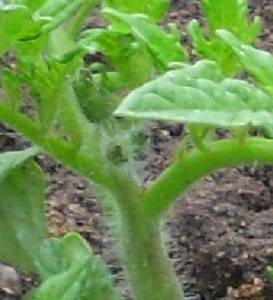 8.thumb.JPG.e1976c53ecfd67951ce81f810deda6bd.JPG