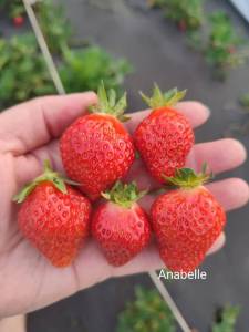 Anabelle.thumb.jpg.2bfc519df042a6f4a24a27994033dfd8.jpg